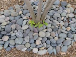 Mexican Beach Pebbles